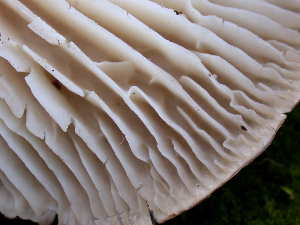 Tricholoma ... var .... fo ....